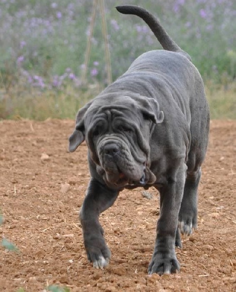 Hella les chiens de florence